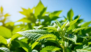 Learn how to get dmt naturally through plant extraction methods, featuring Mimosa hostilis.